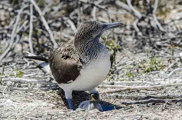 Piquero de Patas Azules - isla Seymour Norte - islas Galápagos - Ecuador 7.jpg